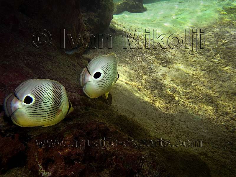 Chaetodon capistratus
